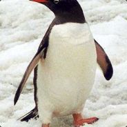 The
