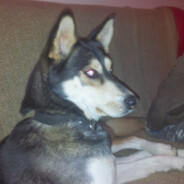 evilhusky