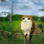 meowl