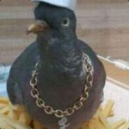 Russian Pigeon