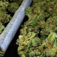 weedSon
