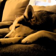puppen