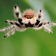 Tiny Spoder