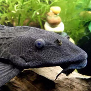 vieja del agua