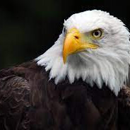 Craftonixx7 (eagle)