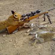 MojaveFox7