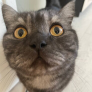 Gosha _Podoh