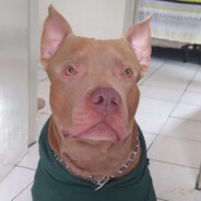 éopitbull