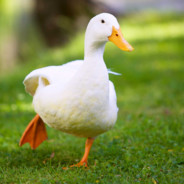 Pato