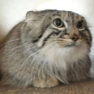 kočka manul