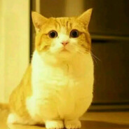猫游记