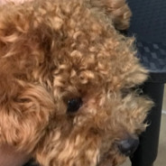 PuppyPants69