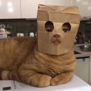 打了就跑