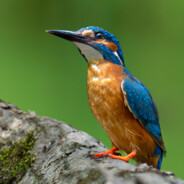Alcedinidae