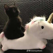CostcoPoppySeedMuffin