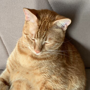 utqi