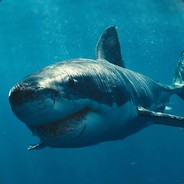 Carcharodon_carchar1as