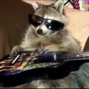 radraccoon87