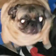 bsminegodzillaminebs