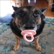 cachorro chupetao