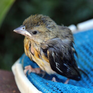 wet baby bird
