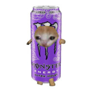 Mr. Kot