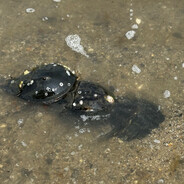 Horseshoe Crab Orgy