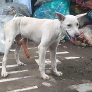 DOGSTYLE