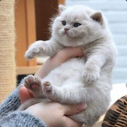pesnasuete