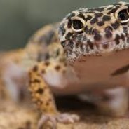 Lizard