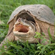 The Gaming Turtle