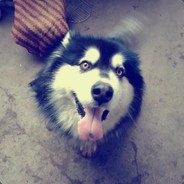 OvvO