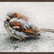 LS`Vogel