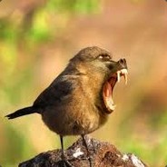 ecliptickoala