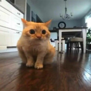 ninja the cat