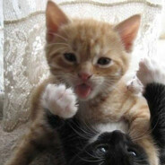 meow