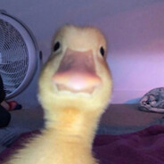 NubDuck
