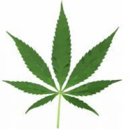 Mary Jane