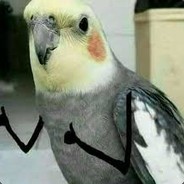 pilopsita