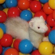 Gay Stoat