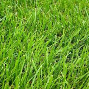 grassh0le