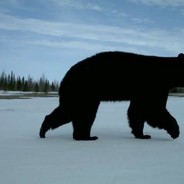AlbinoPolarBear