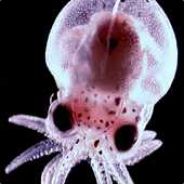 Sa
