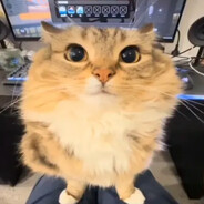 Blondi