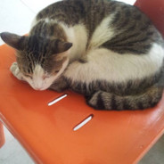 sadthecat
