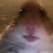 Chomik