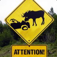 Moose