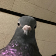 professor millyrock