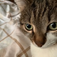 Котёночек