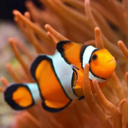 Nemo